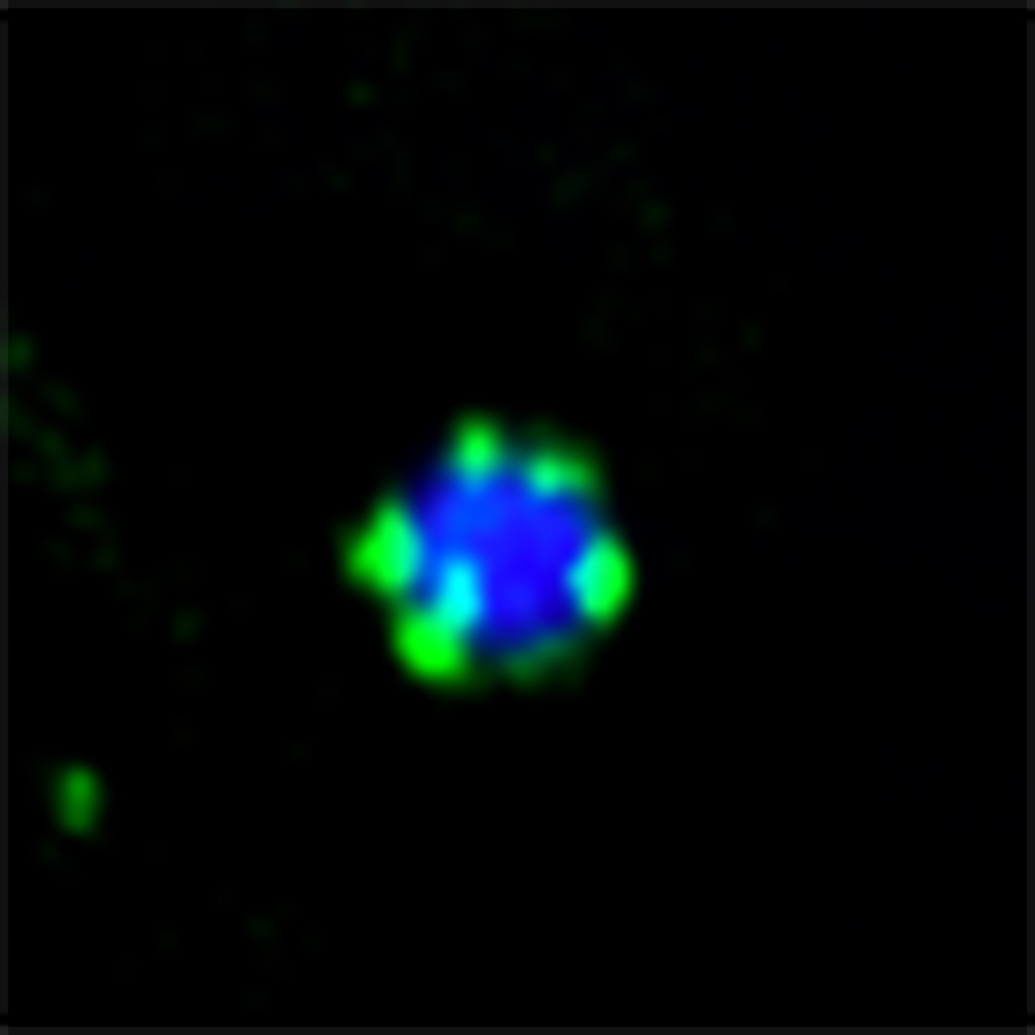 Mikroskopische Aufnahme. Das Molekül Atg11 bildet in grün kleine Tröpfchen auf der Oberfläche eines Protein-Aggregats (blau).