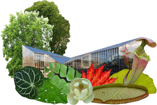 Collage zum Botanischen Garten, Bäume im Hintergrund, Blätter und BLüten im Vordergrund