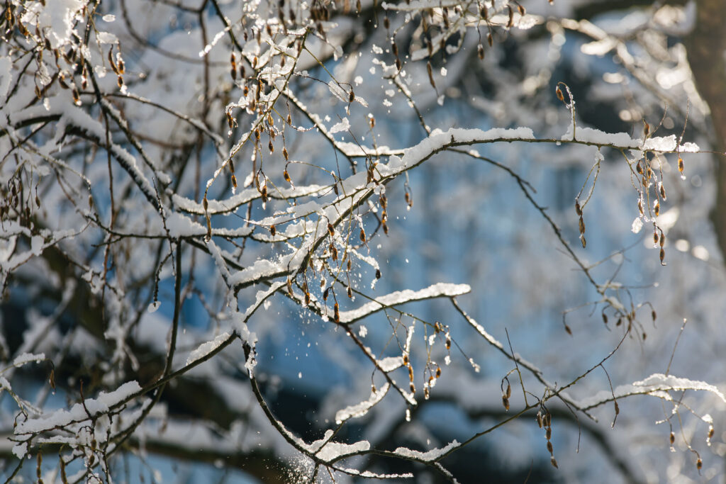 Snow lies on branches