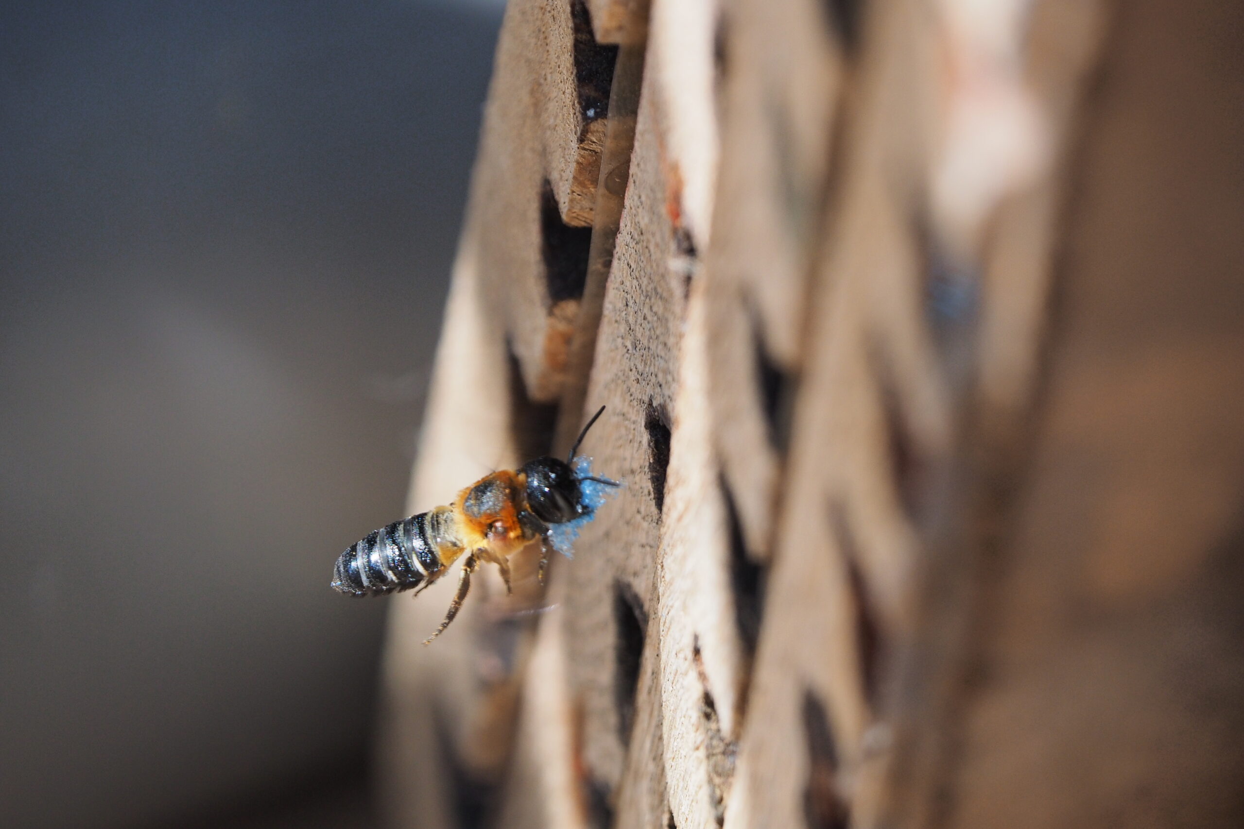 A mortar bee carries a piece of polyethylene foam into her nest.