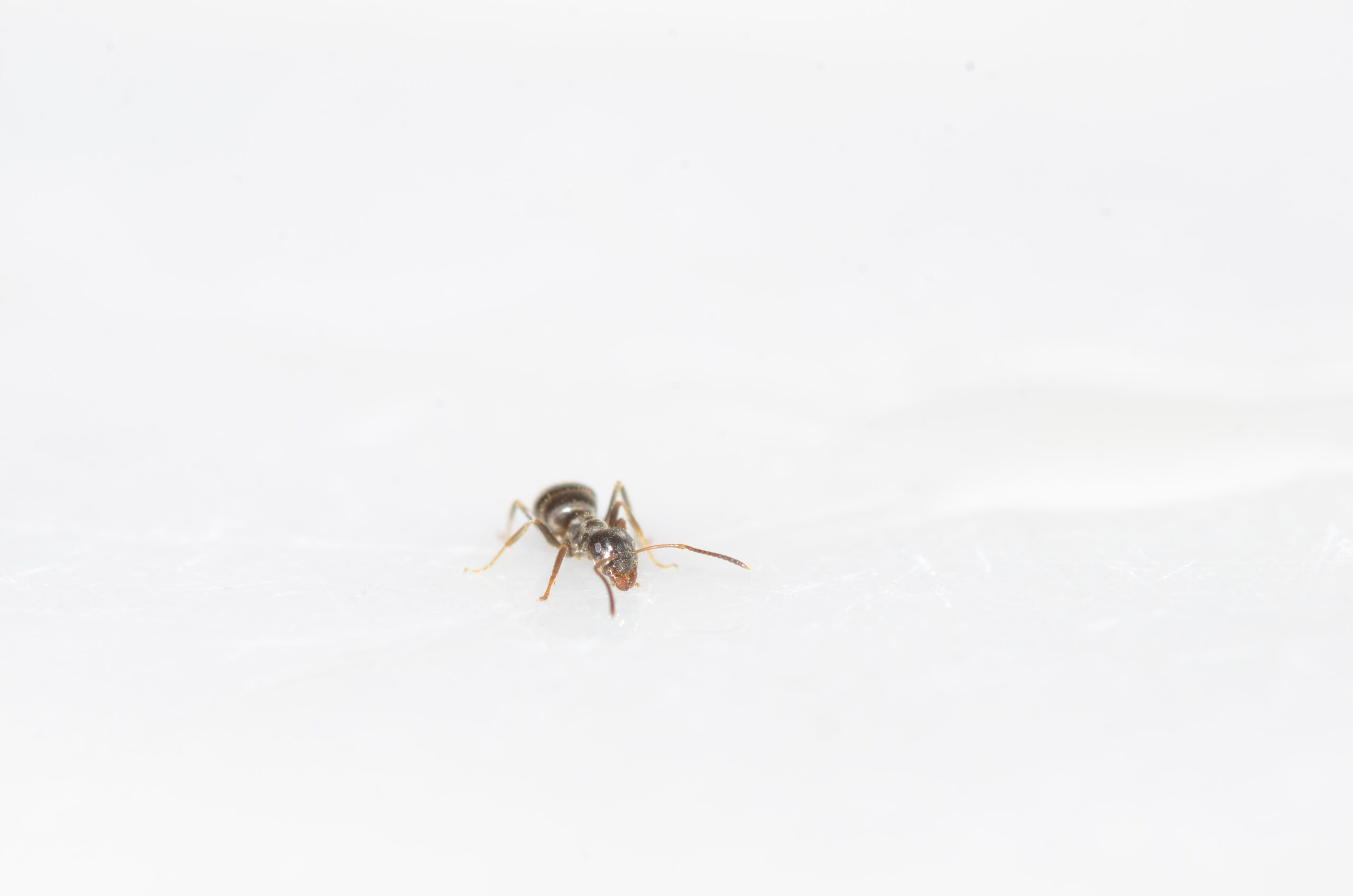 Image of an Ant.