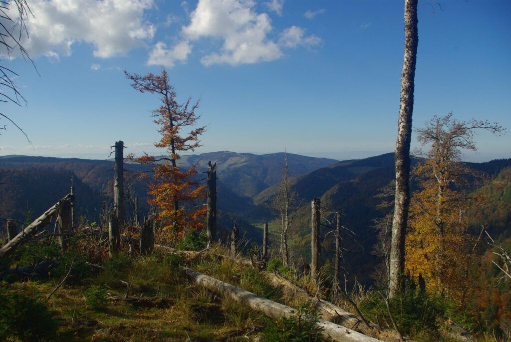 Photo of the Napf ‘Bannwald’ in the Black Forest: Standing and dead trees against the backdrop of the Black Forest.