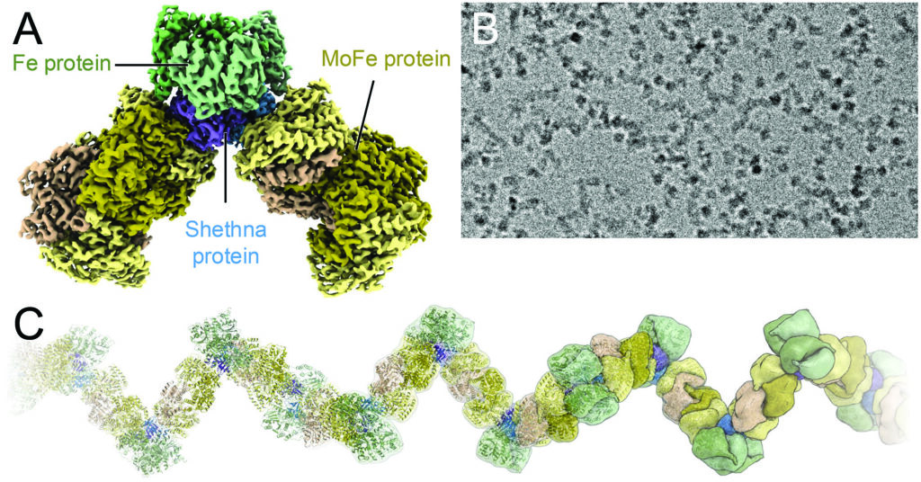 Complex formation of nitrogenase with Shethna protein II: A) Cryo-EM reconstruction of the complex of reductase (green), nitrogenase (brown) and Shethna protein II (blue). B) Electron micrograph showing the clearly recognisable, oxygen-protected filaments. C) Reconstruction of the entire filament. 