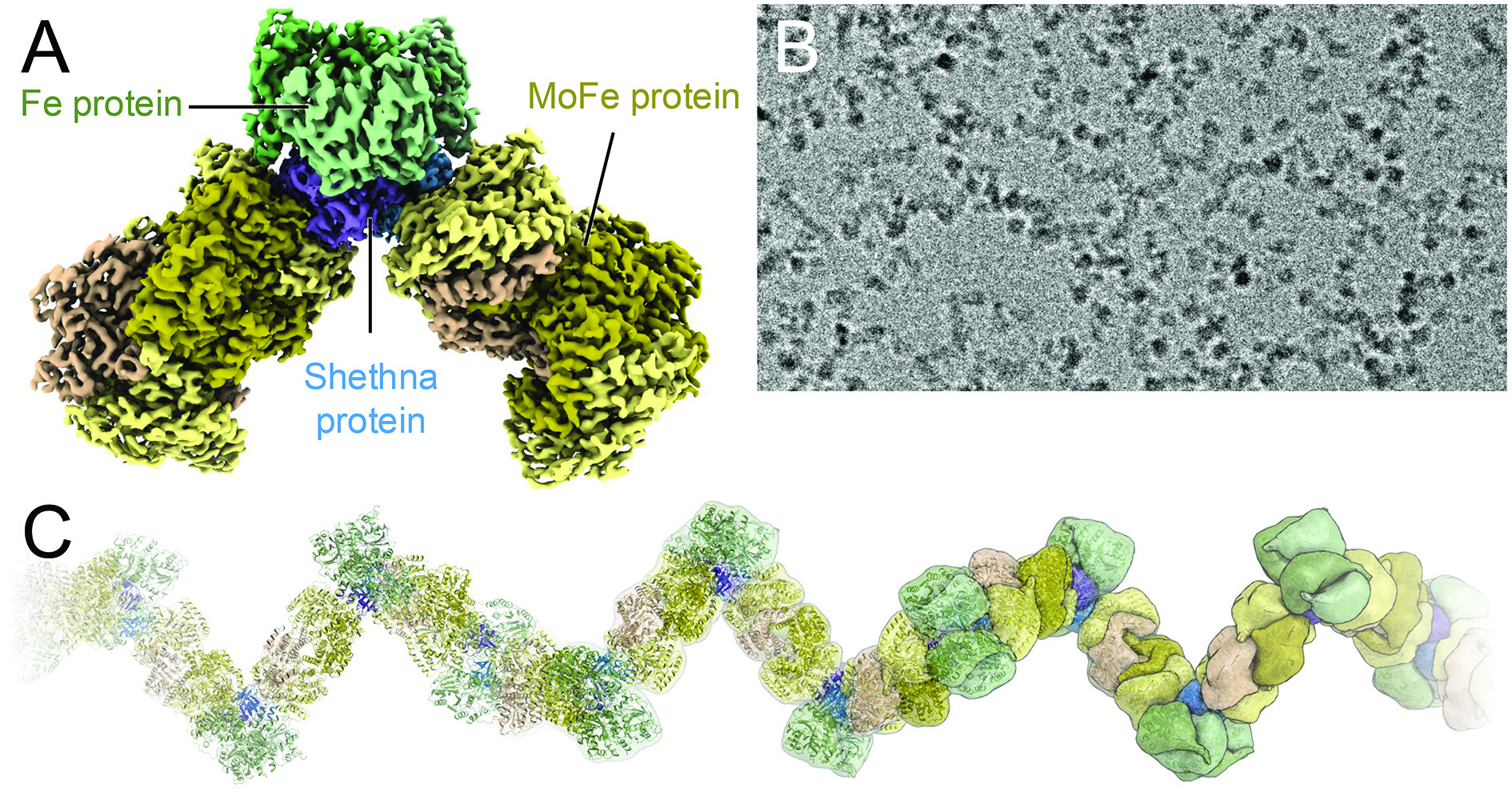 Complex formation of nitrogenase with Shethna protein II: A) Cryo-EM reconstruction of the complex of reductase (green), nitrogenase (brown) and Shethna protein II (blue). B) Electron micrograph showing the clearly recognisable, oxygen-protected filaments. C) Reconstruction of the entire filament.