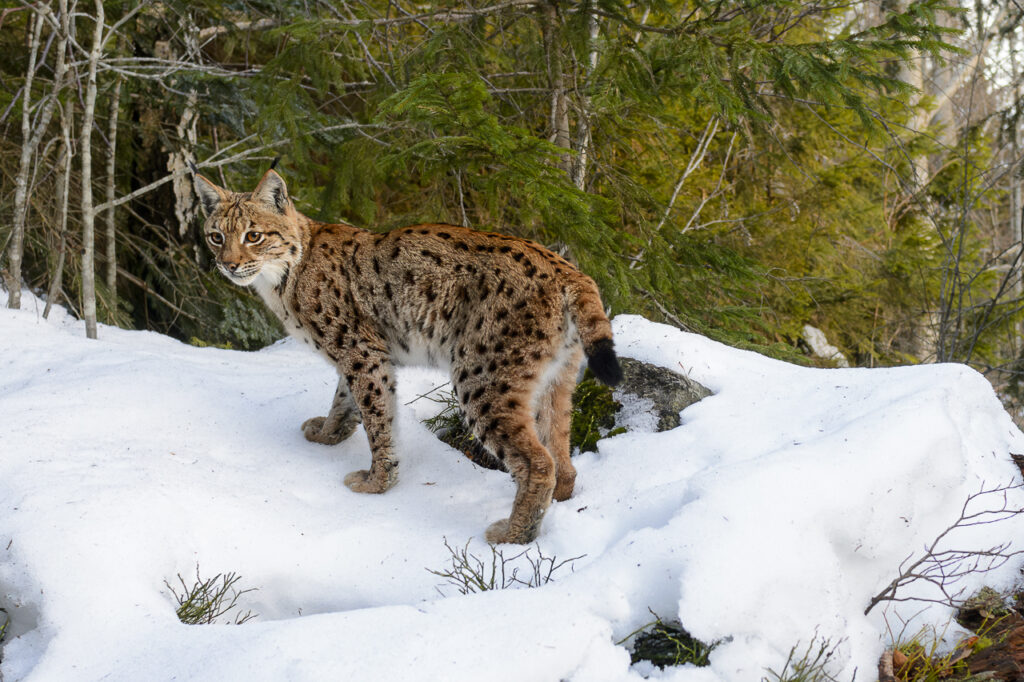 Eurasian lynx in the Bavarian Forest National Park.