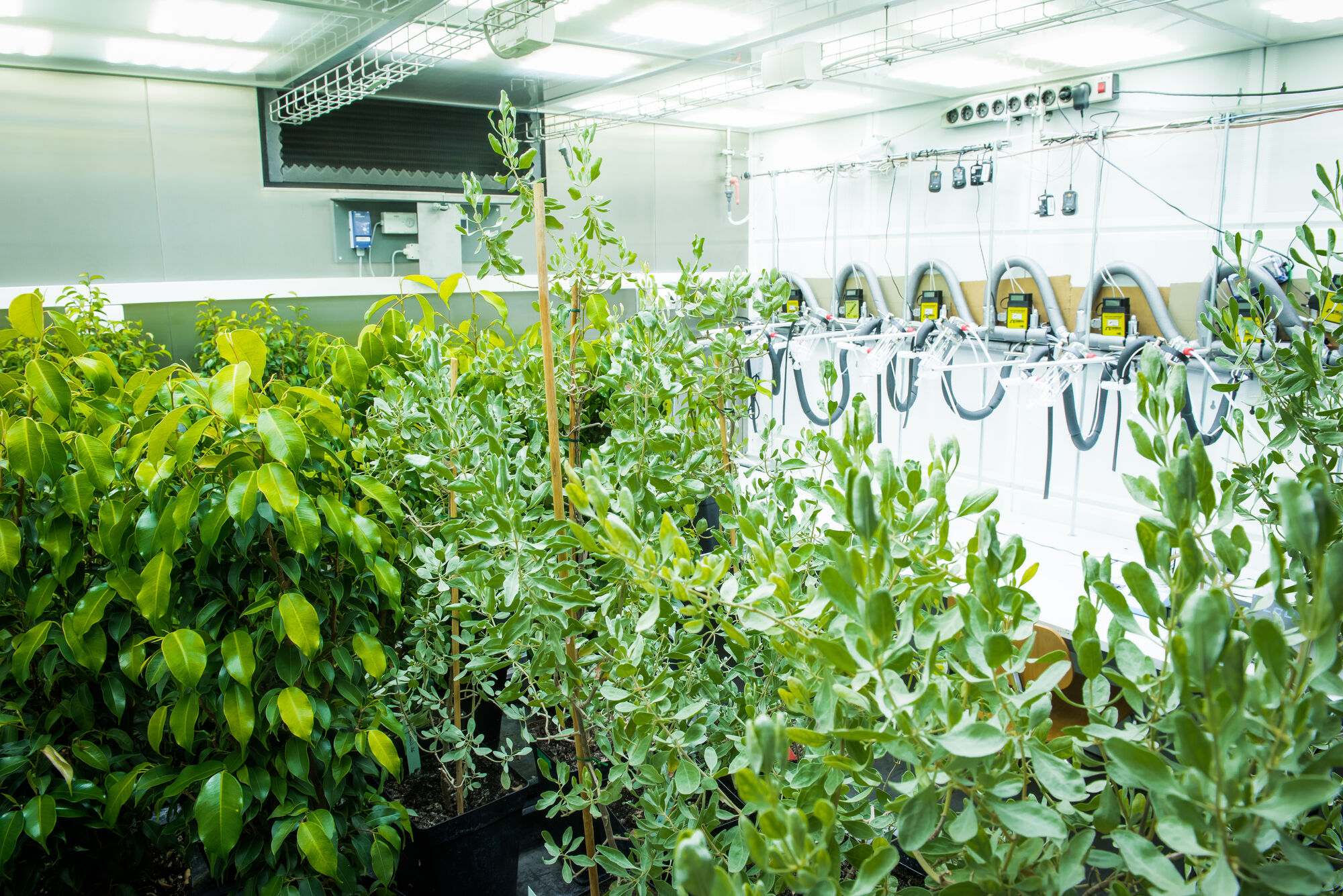 Plants in a light chamber