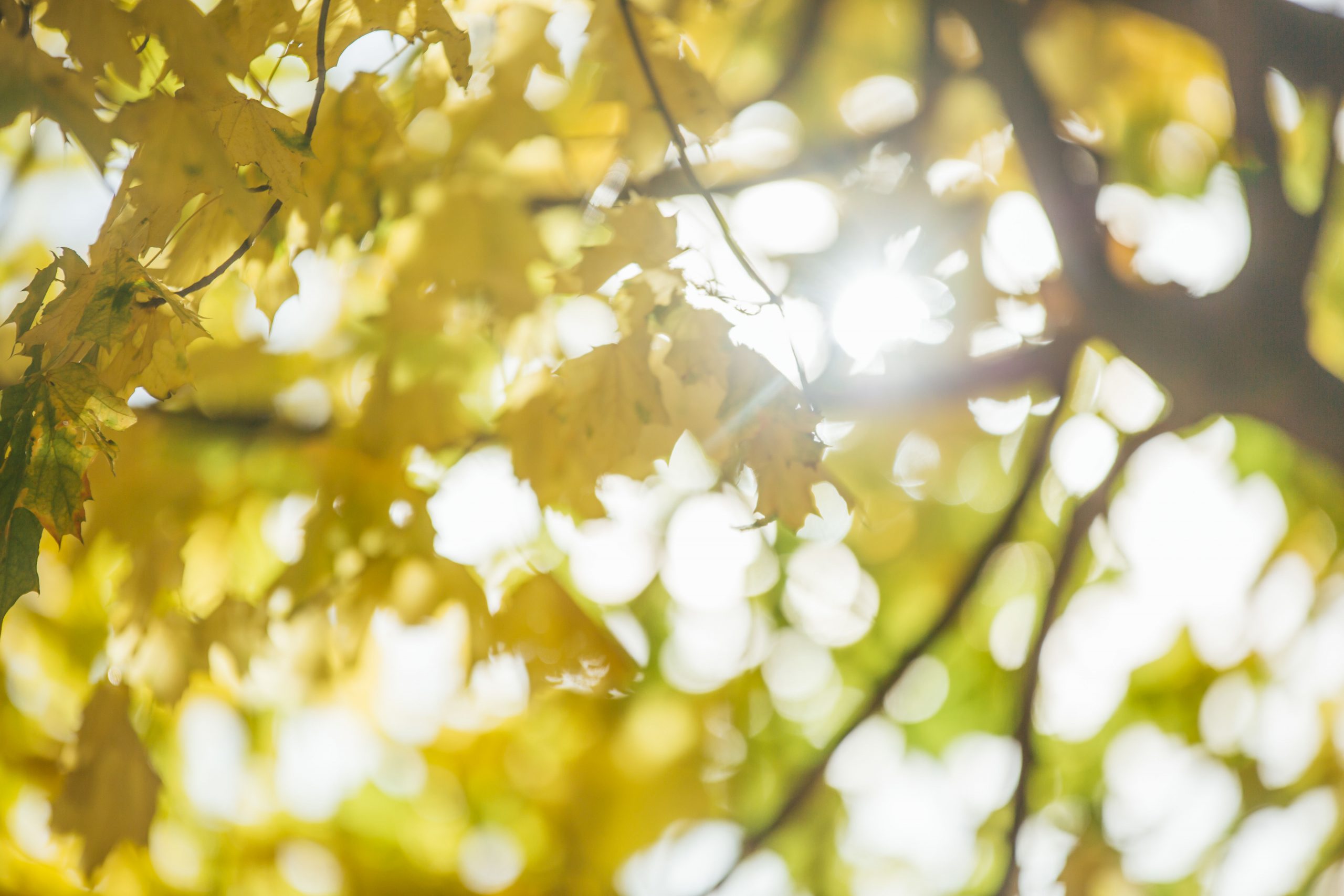 Leaves in a tree.