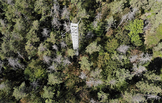 An aerial view of a tower in a pine forest.