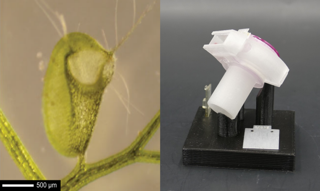 Figure 1 left: A water-filled bladder in its closed state (Utricularia vulgaris). When the plant is irritated, it produces a sudden vacuum by means of a rapid opening movement of 0.5 ms of its sensory hairs, in order to suck small creatures into its trap bladder. Right: biomimetic speaking valve with integrated pressure-release valve, modelled on the plant. A flexible membrane opens at critical pressure and simultaneously emits an acoustic warning signal through a pipe, alerting medical personnel.