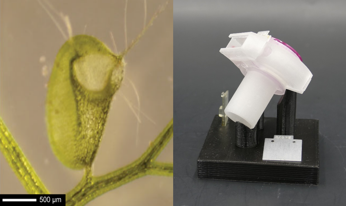 Figure 1 left: A water-filled bladder in its closed state (Utricularia vulgaris). When the plant is irritated, it produces a sudden vacuum by means of a rapid opening movement of 0.5 ms of its sensory hairs, in order to suck small creatures into its trap bladder. Right: biomimetic speaking valve with integrated pressure-release valve, modelled on the plant. A flexible membrane opens at critical pressure and simultaneously emits an acoustic warning signal through a pipe, alerting medical personnel.