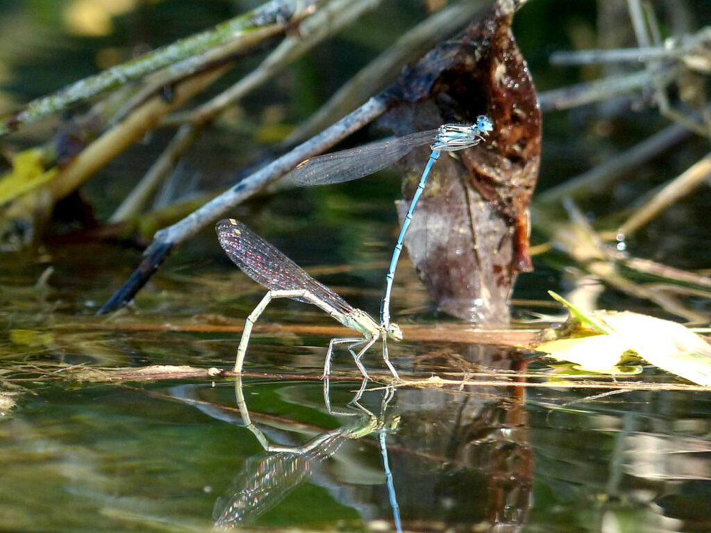 Two dragonflies at the pond