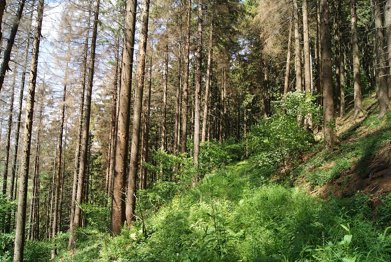 Spruce trees under drought stress and showing signs of bark beetle infestation.