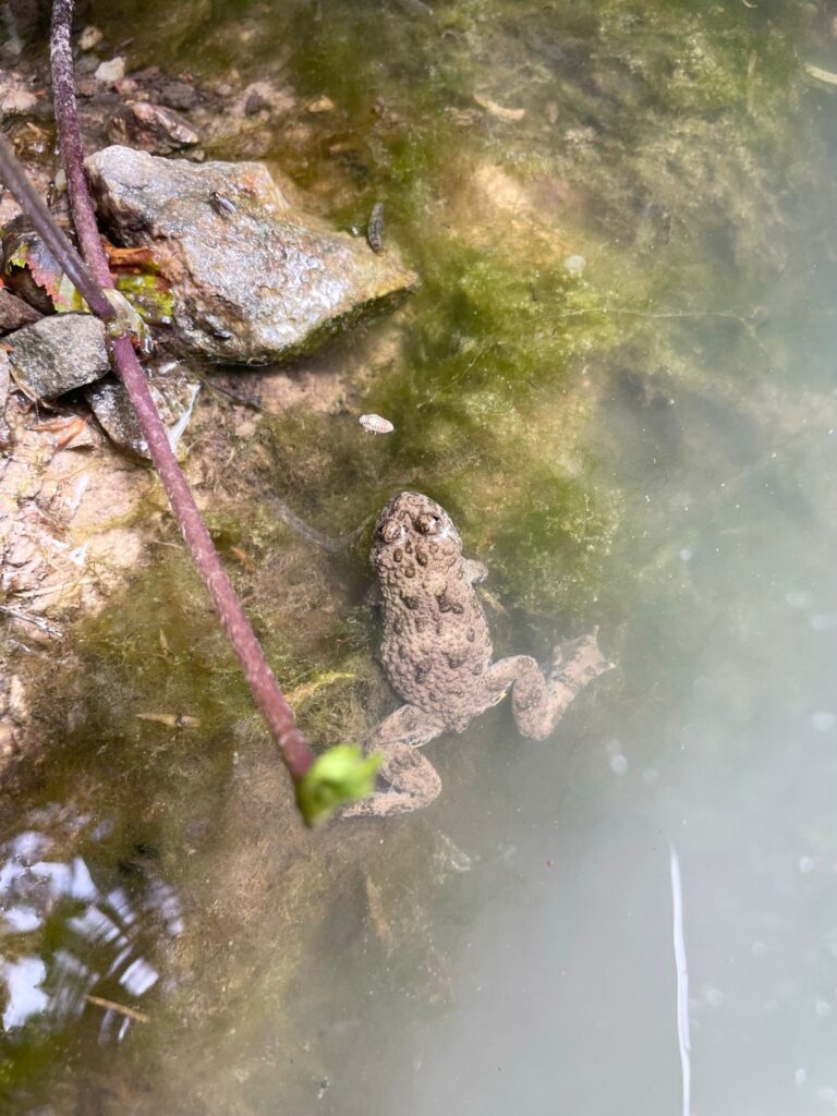 Yellow-bellied toad from above in a pond