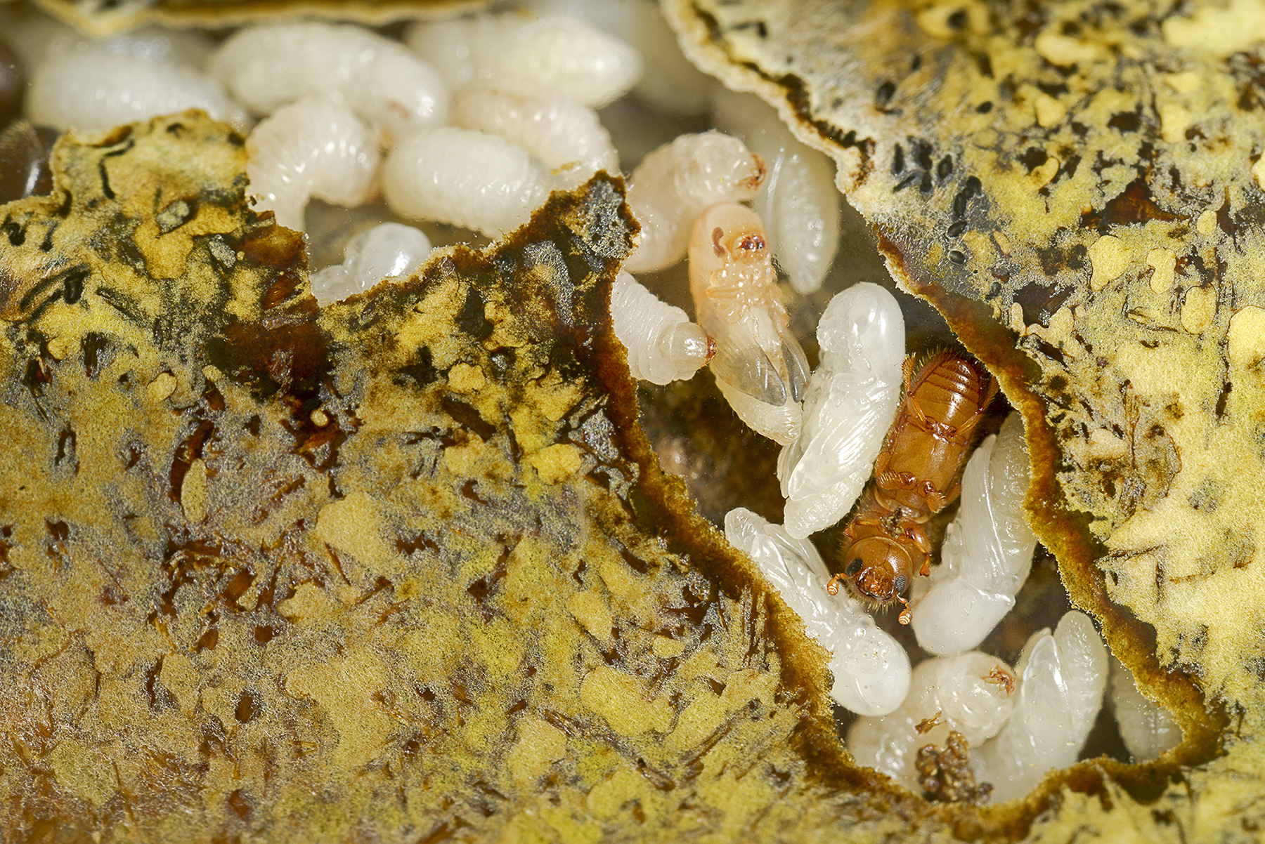 Microscopic image of a bark beetle nest with many larvae and clearly visible fungal cultures.