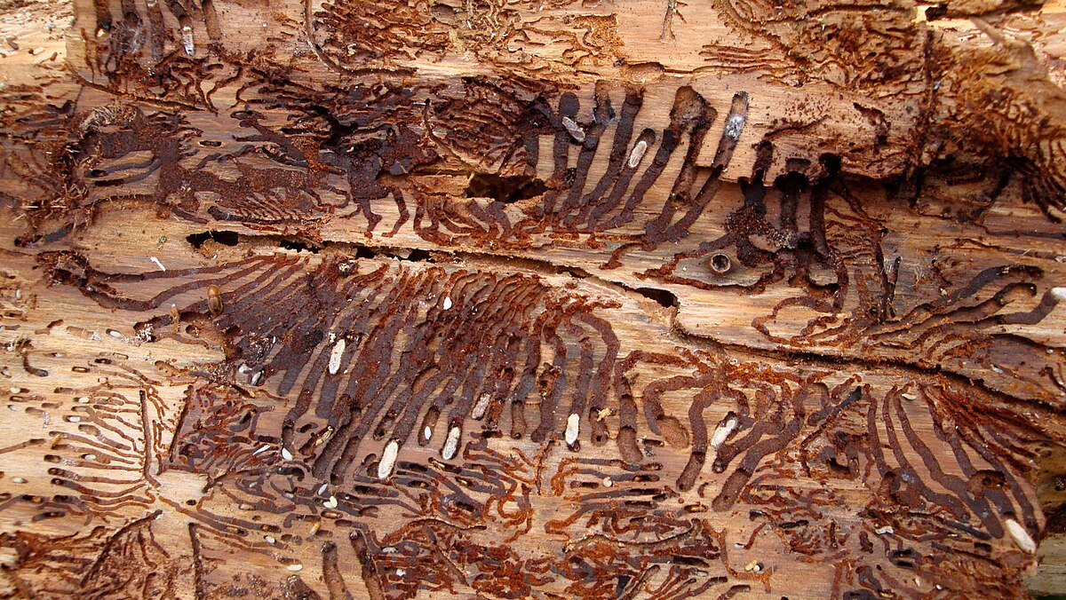 Larval galleries of the spruce bark beetle in a tree