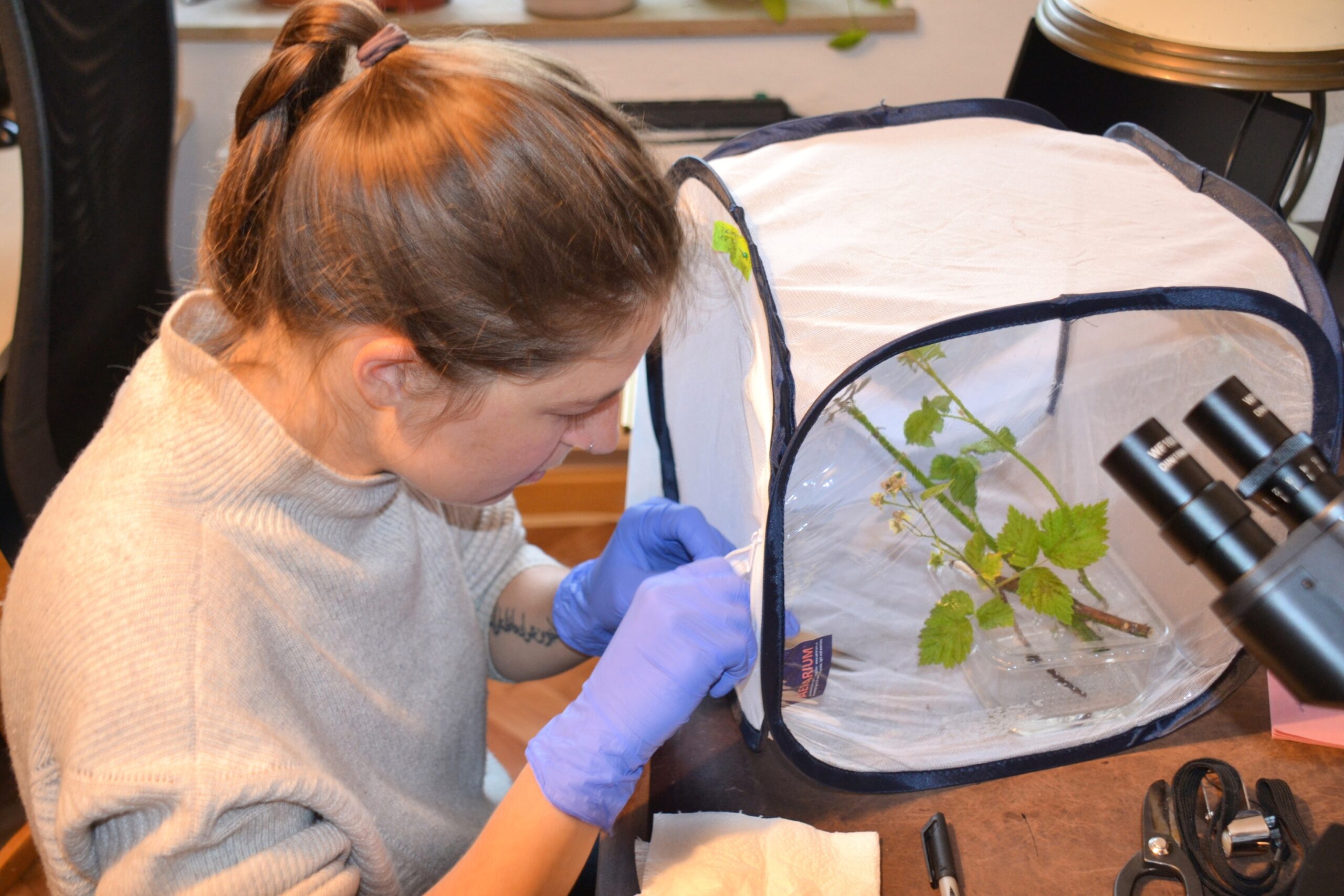 Paulina Steinhilber working on her MSc thesis project