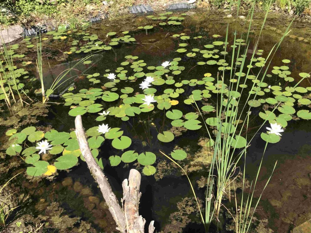 Pond with water lilies