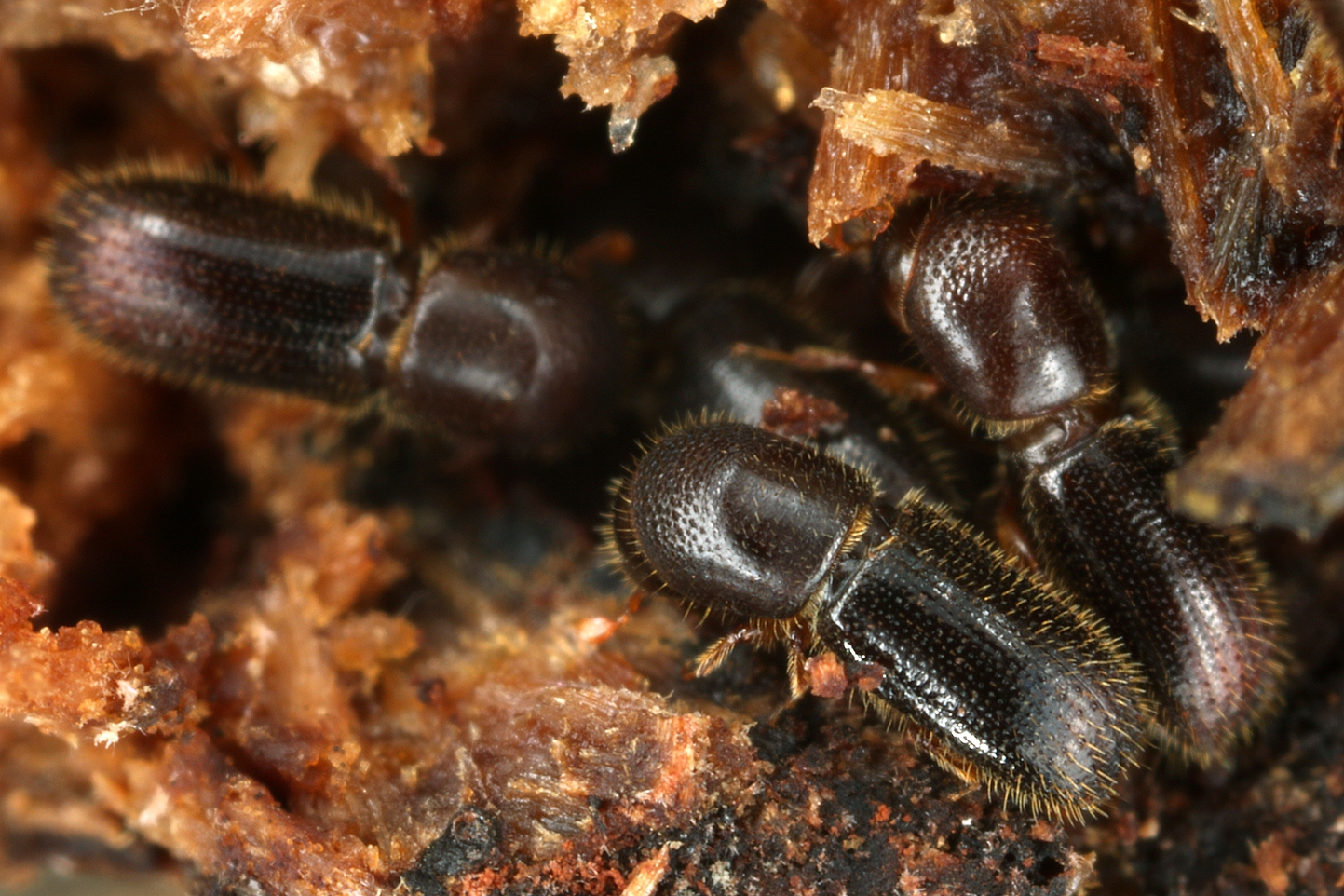 Microscopic image of beetles of the species “small wood borer”.