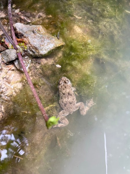 Yellow-bellied toad in shallow water