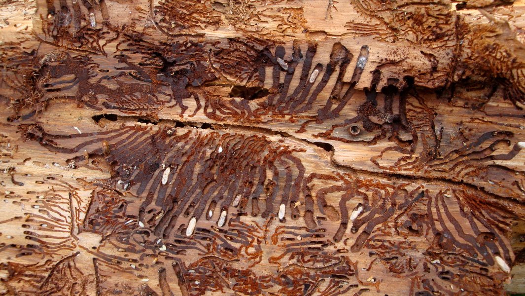 Larval galleries of the spruce bark beetle after manual removal of the bark from a spruce tree