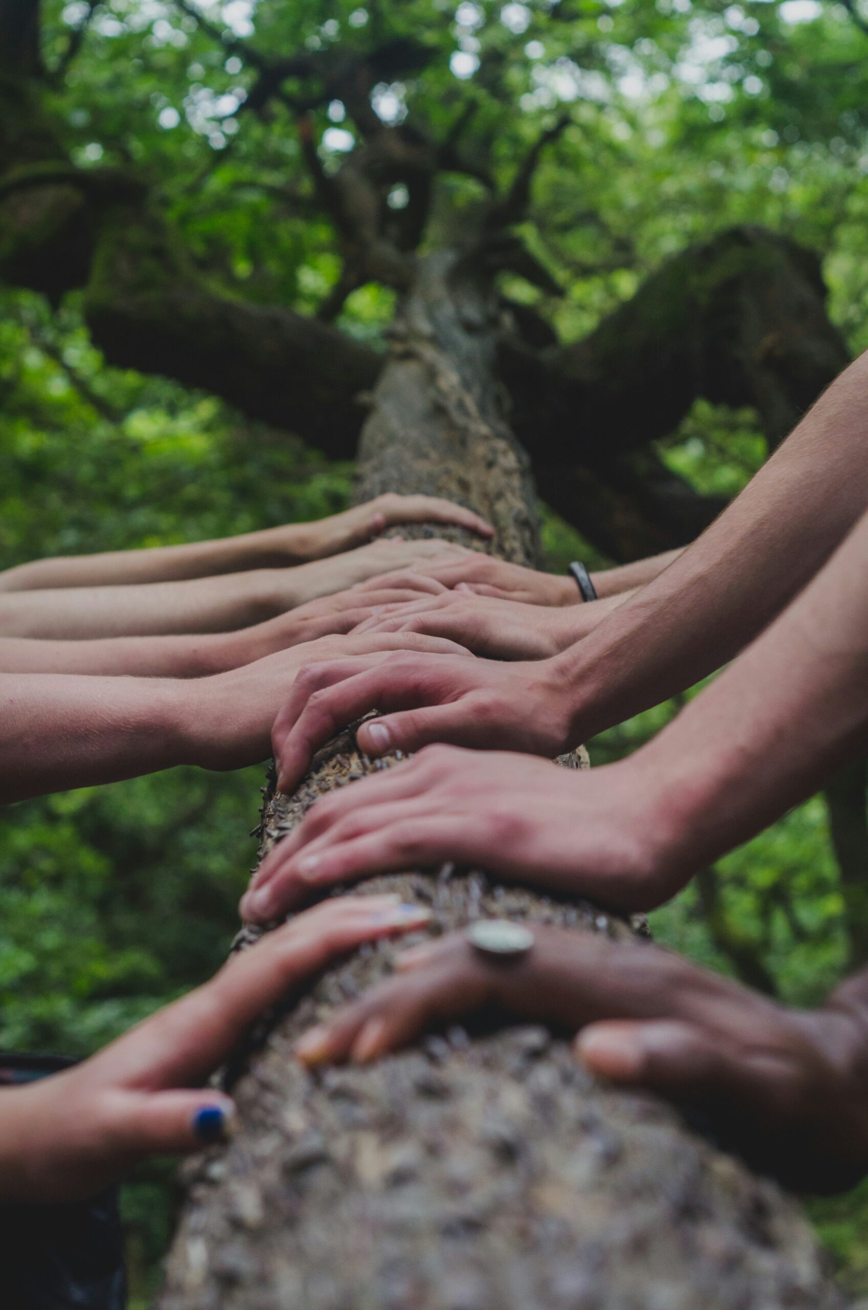 eine gruppe von menschen die sich auf einem baum an den händen halten