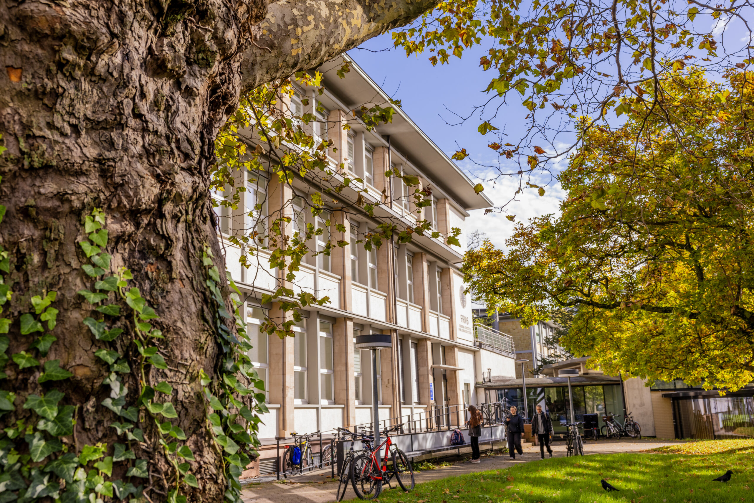 FRIAS Building behind a tree