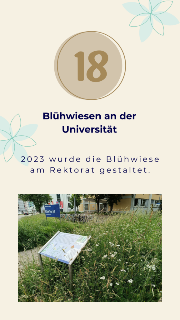 Tür 18 Blühwiesen an der Universität 2023 wurde due Blühwiese am Rektorat gestaltet