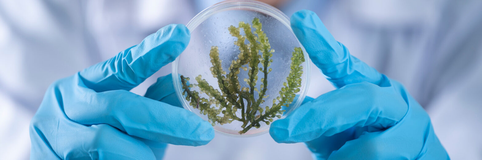 Hands in protective gloves holding a green plant in a glass container