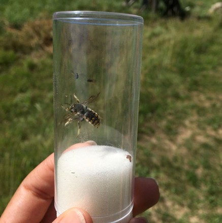 Hand holding a test tube containing a bee