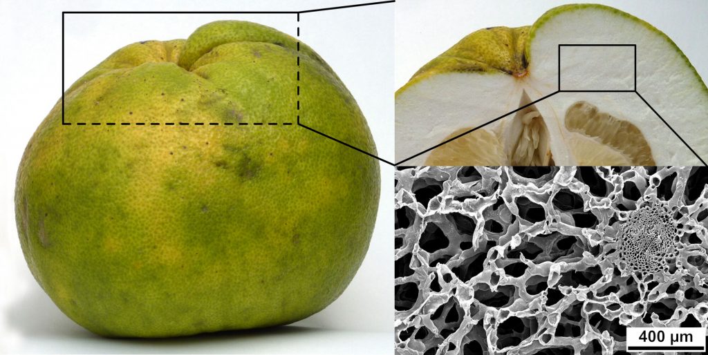 Der biologische Aufbau einer Pomelo