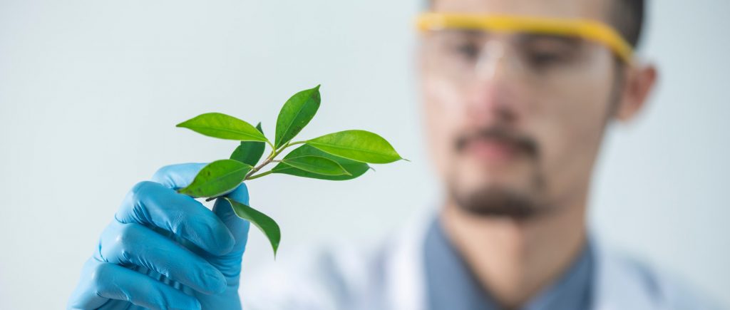 Ein Wissenschaftler betrachtet eine grüne, kleine Pflanze
