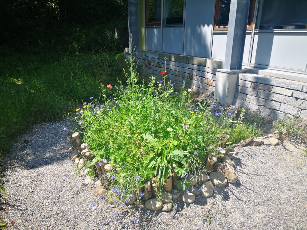 Eine Blühinsel, eingefasst in eine Umrandung aus Stöcken und Steinen, im Sandarium vor dem Laborgebäude des Instituts.