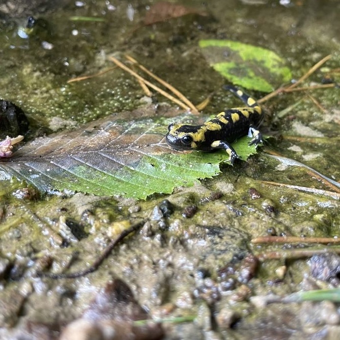 Salamanderlarve in flachem Gewässer