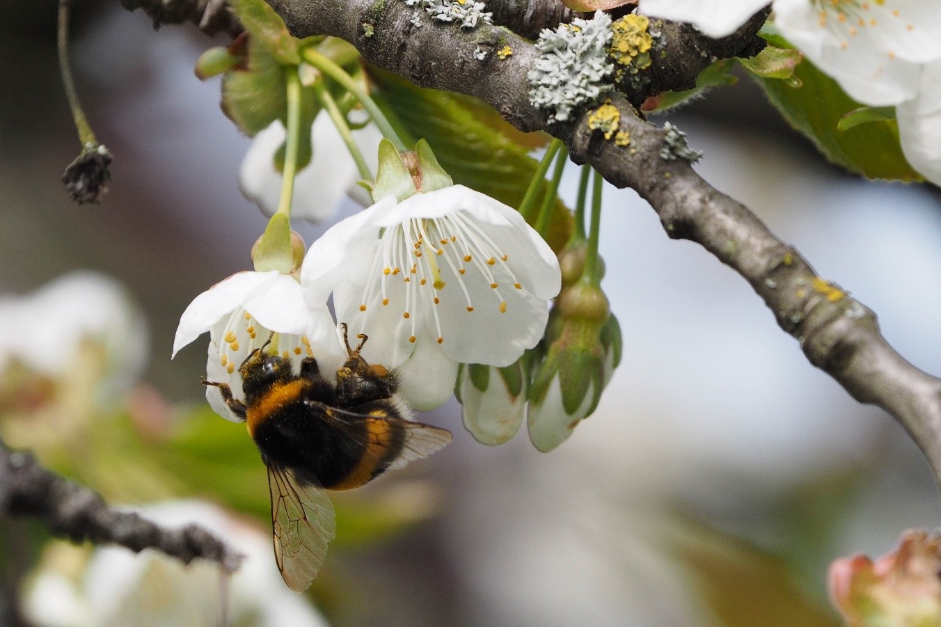 Bee pollinating a flower