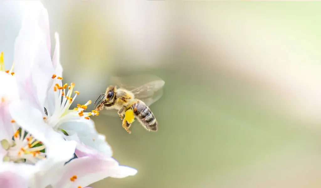 Bee pollinating a white flower