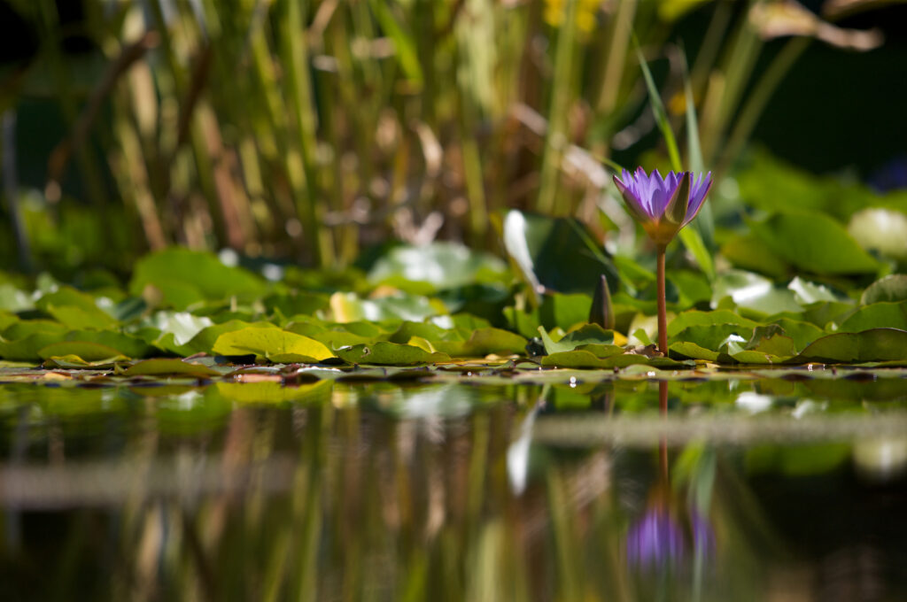 Teich mit lila Blume im Botanischen Garten