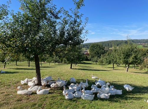 Ein Baum auf einer Streuobstwiese spendet Schatten für Gänse. Das ist ein Beispiel für Agroforstwirtschaft.