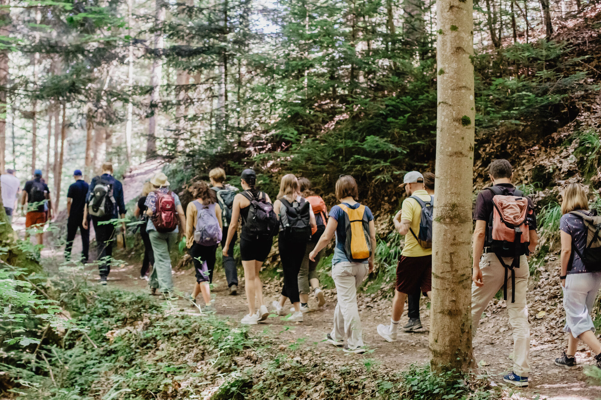 Eine Gruppe Wander*innen auf einem Waldweg.