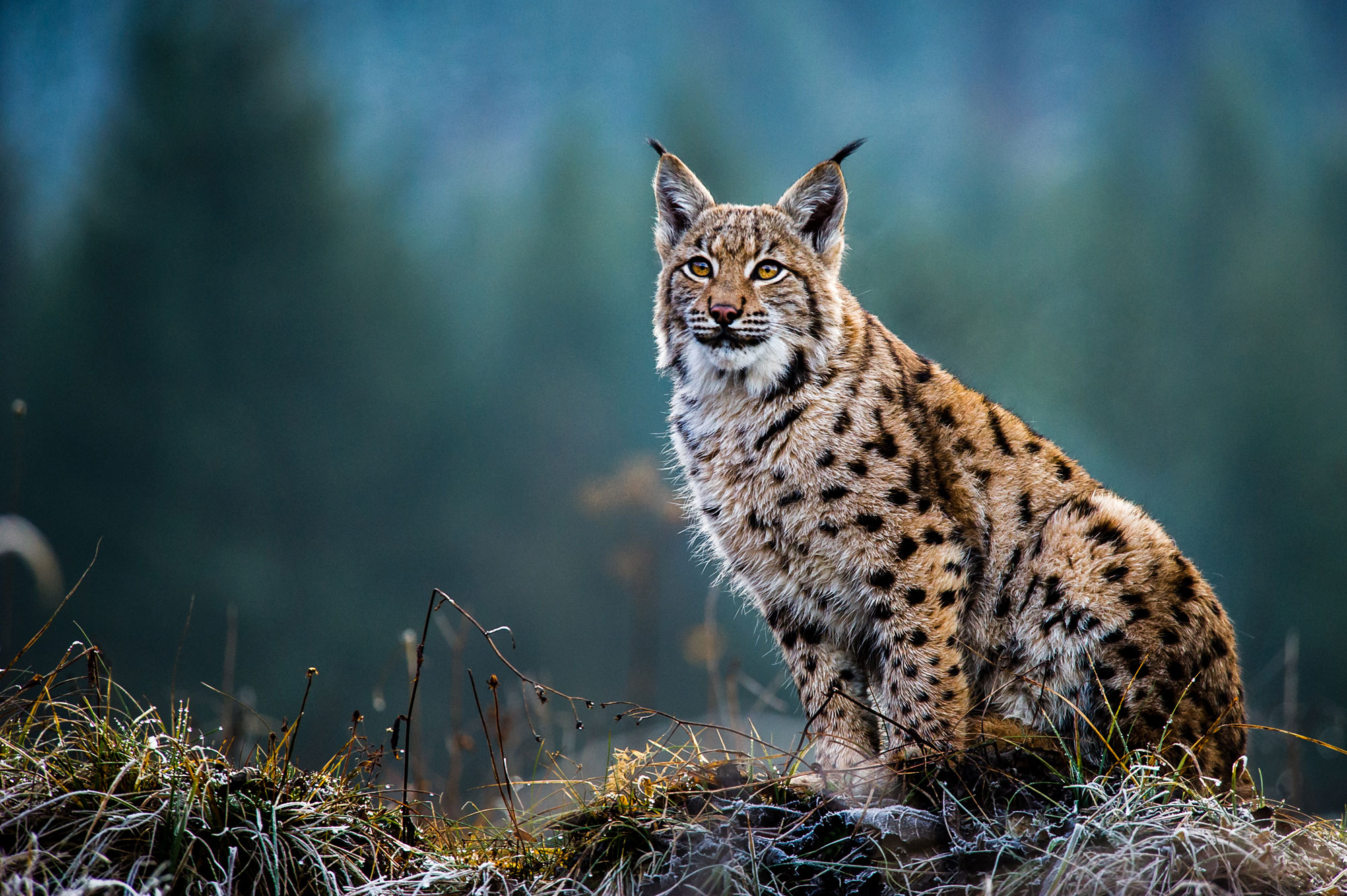 Ein Luchs in einer nördlichen Naturlandschaft