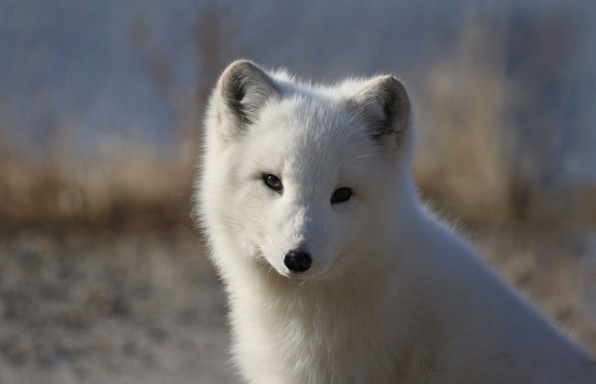 Ein Polarfuchs