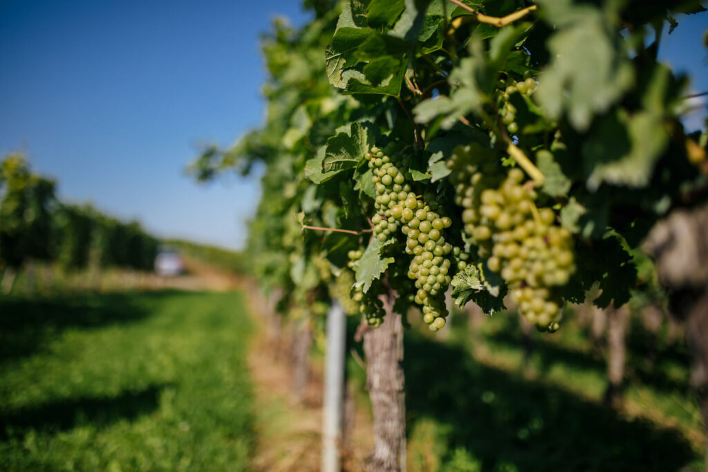 Weinreben mit Trauben im sommerlichen Sonnenschein.