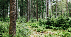 Wald (Sandra Meyndt)_kachel
